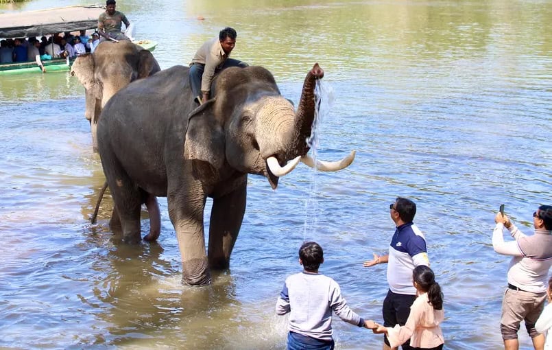 Dubare Elephant Camp